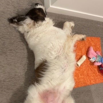 Summit, an adoptable Saint Bernard in Fargo, ND, 58103 | Photo Image 3