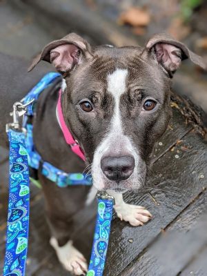 MY foster writes Leia is a sweet energetic young dog She loves her tennis balls and enjoys scampe