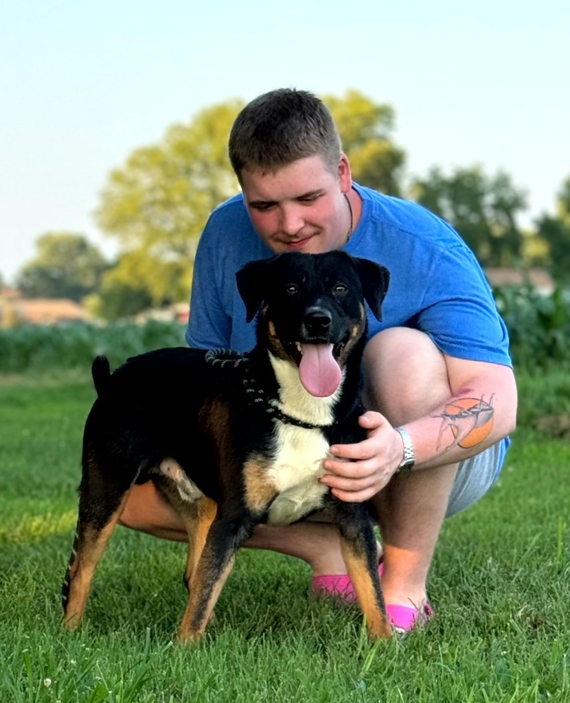 Sean, an adoptable Shepherd, Rottweiler in Henderson, KY, 42420 | Photo Image 1