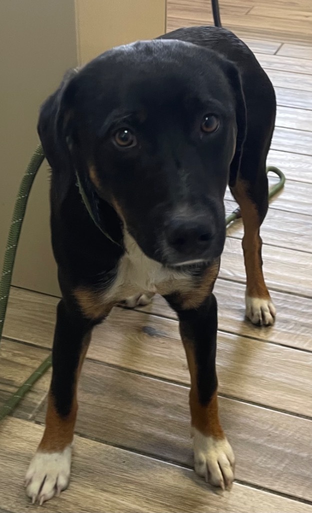 Sean, an adoptable Shepherd, Rottweiler in Henderson, KY, 42420 | Photo Image 2