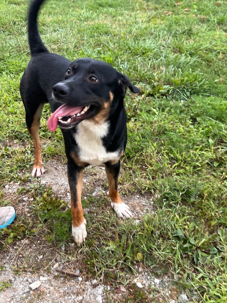Sean, an adoptable Shepherd, Rottweiler in Henderson, KY, 42420 | Photo Image 4