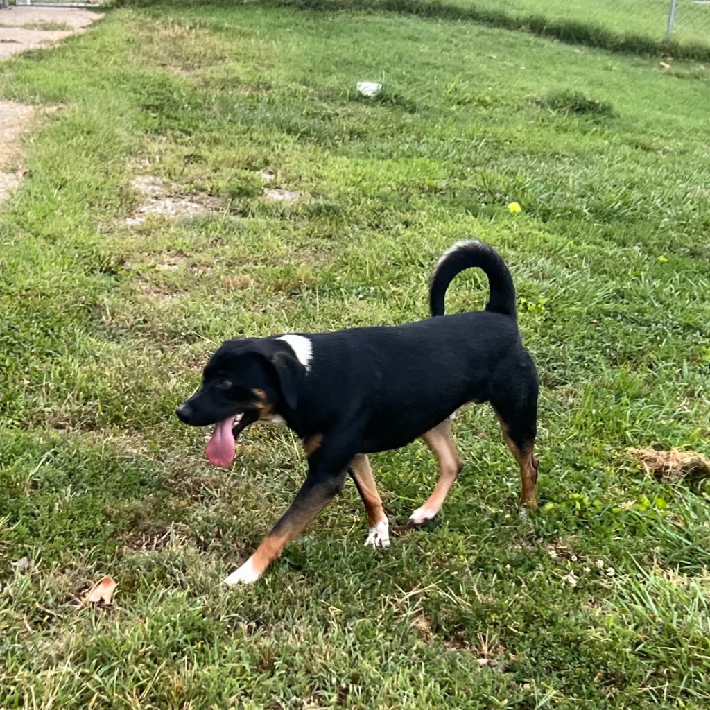 Sean, an adoptable Shepherd, Rottweiler in Henderson, KY, 42420 | Photo Image 5