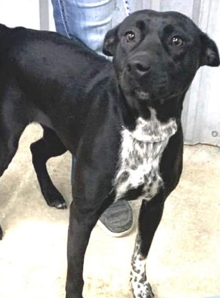 Lucille, an adoptable Terrier, Labrador Retriever in Westminster, CO, 80021 | Photo Image 1