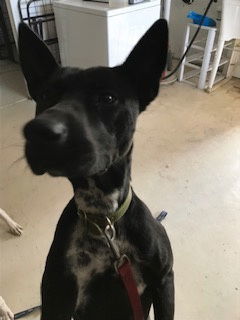 Lucille, an adoptable Terrier, Labrador Retriever in Westminster, CO, 80021 | Photo Image 2