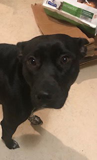 Lucille, an adoptable Terrier, Labrador Retriever in Westminster, CO, 80021 | Photo Image 3