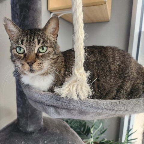 Matisse, an adoptable Domestic Short Hair in Park City, UT, 84098 | Photo Image 1