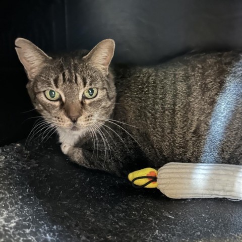 Matisse, an adoptable Domestic Short Hair in Park City, UT, 84098 | Photo Image 2