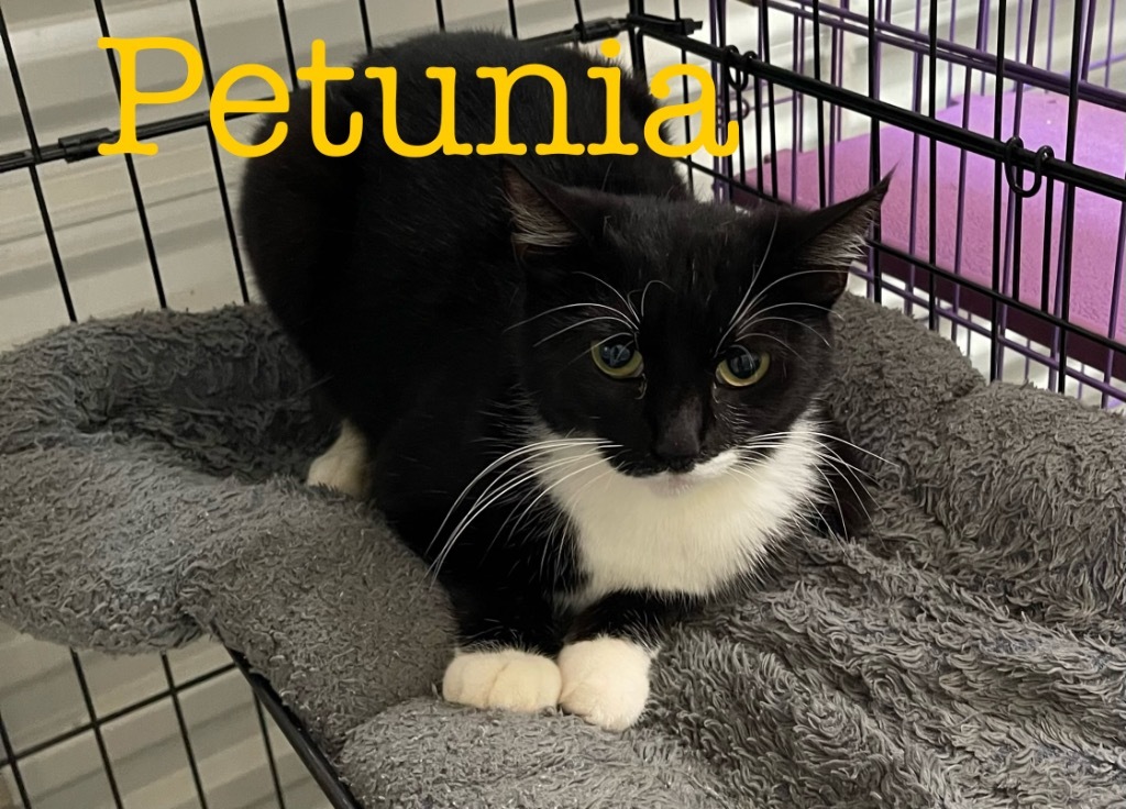 Petunia, an adoptable Domestic Short Hair in Saint Francisville, LA, 70775 | Photo Image 1