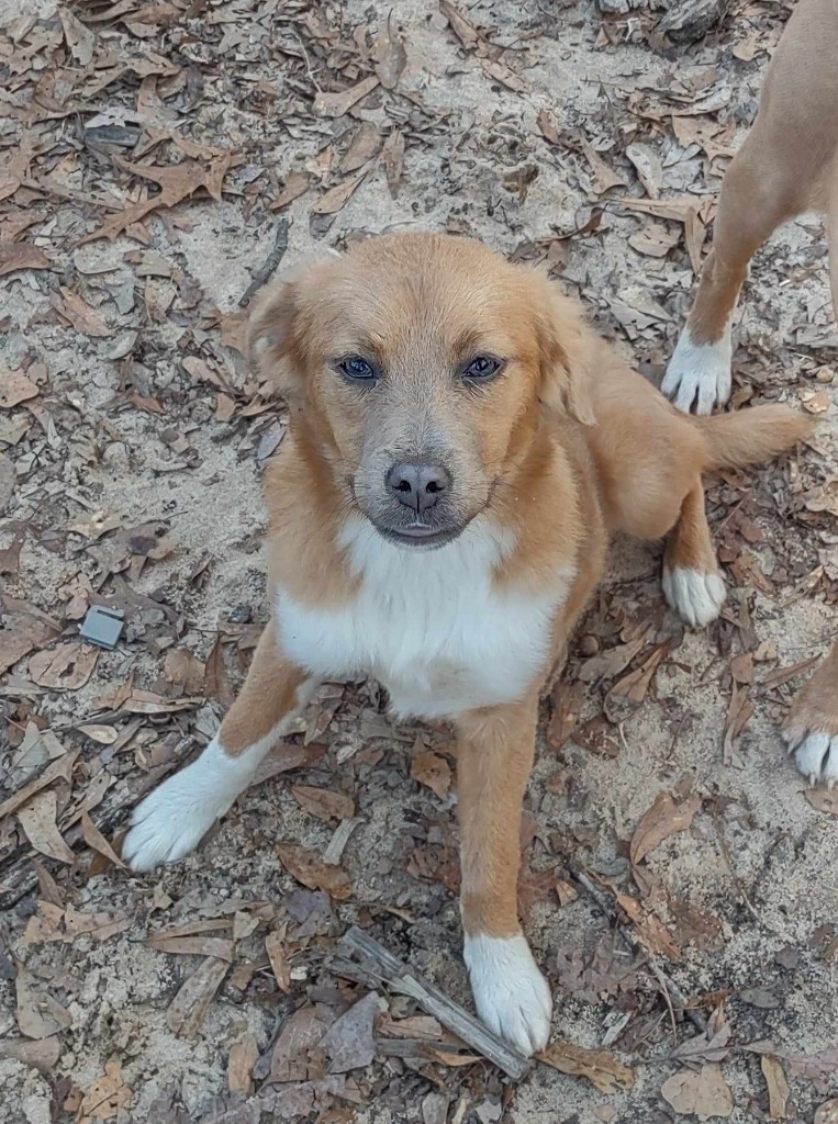 Marissa, an adoptable Terrier in Ruston, LA, 71270 | Photo Image 1