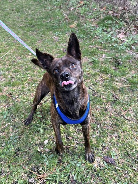 Dale, an adoptable Chihuahua, Feist in Brick, NJ, 08723 | Photo Image 2