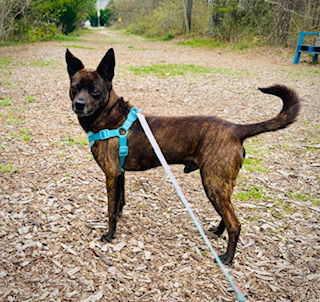 Dale, an adoptable Chihuahua, Feist in Brick, NJ, 08723 | Photo Image 3