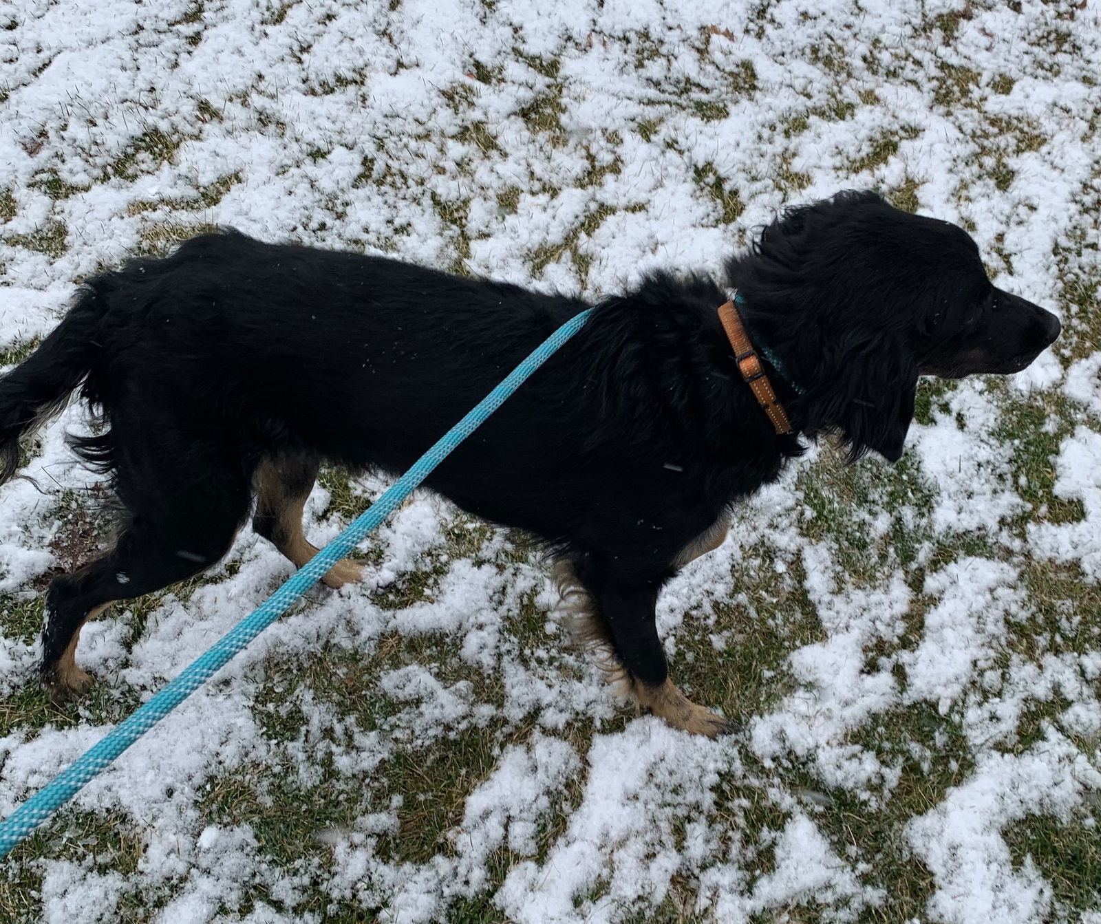 THACKERY, an adoptable Golden Retriever, German Shepherd Dog in Minesing, ON, L9X 0C2 | Photo Image 3