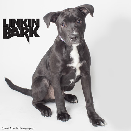 Linkin Bark