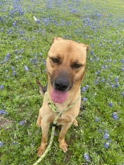 Dog for adoption Creek a Mixed Breed in Belton TX Petfinder