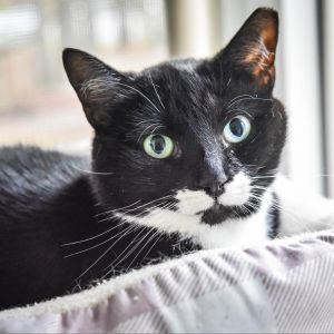 Milk, Adult Male Domestic Short Hair