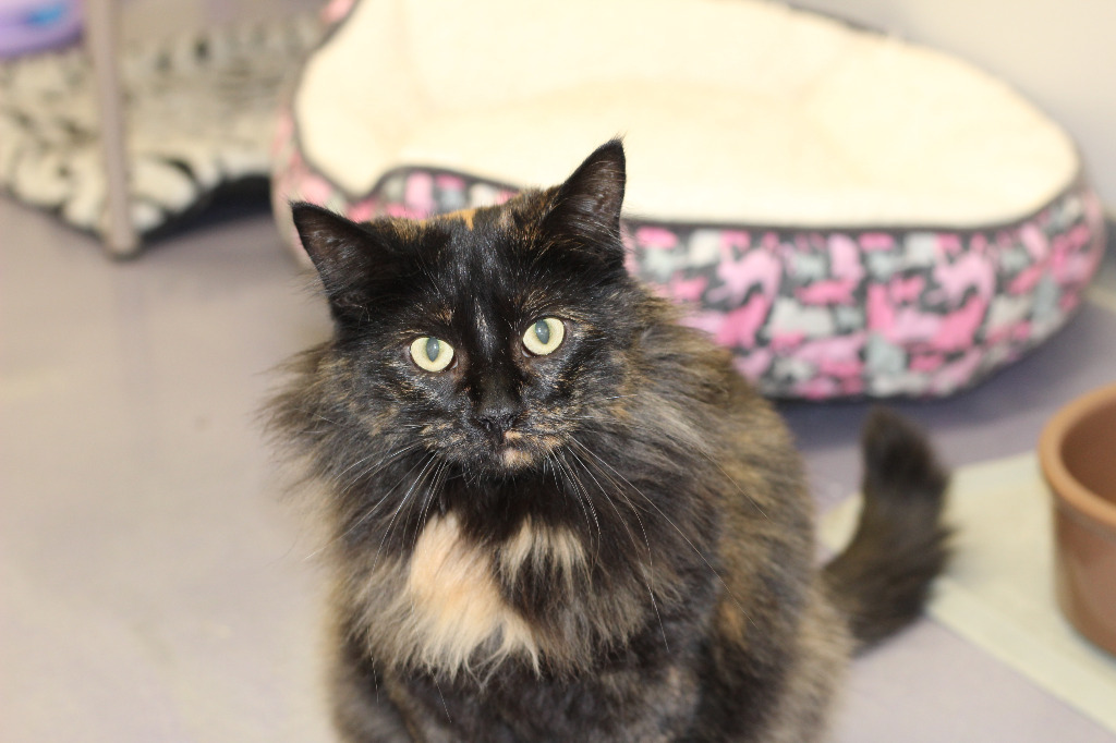 Brinley, an adoptable Domestic Long Hair in Rockford, IL, 61126 | Photo Image 1