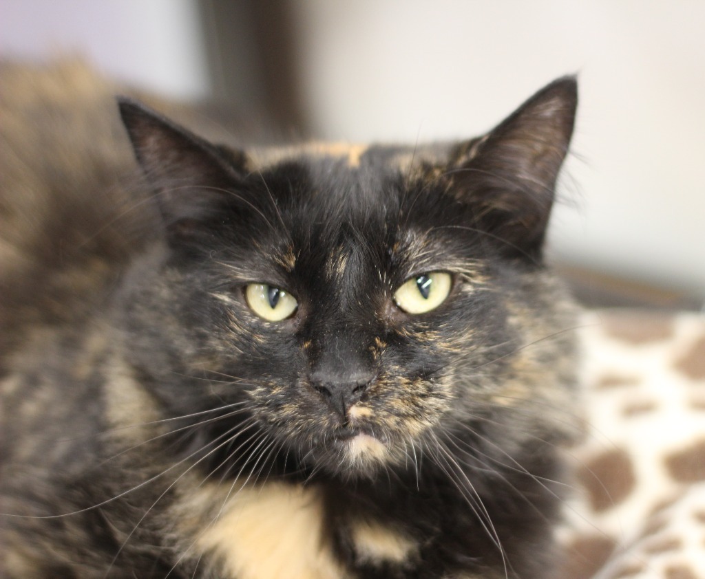 Brinley, an adoptable Domestic Long Hair in Rockford, IL, 61126 | Photo Image 1