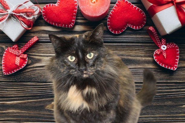 Brinley, an adoptable Domestic Long Hair in Rockford, IL, 61126 | Photo Image 2