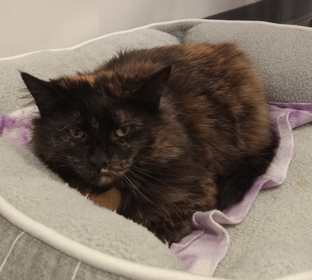 Brinley, an adoptable Domestic Long Hair in Rockford, IL, 61126 | Photo Image 3
