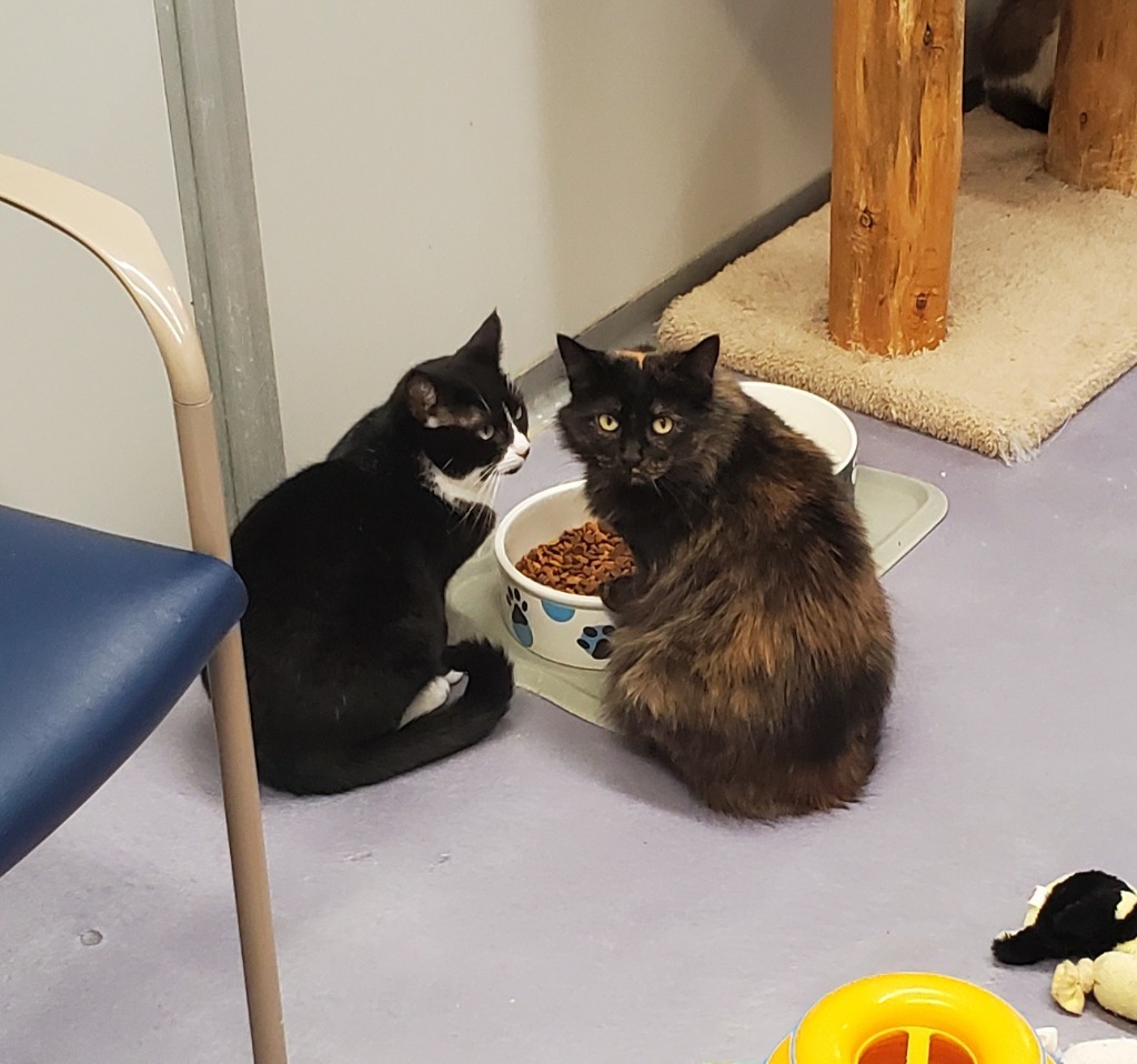 Brinley & Melba, an adoptable Domestic Long Hair in Rockford, IL, 61126 | Photo Image 3