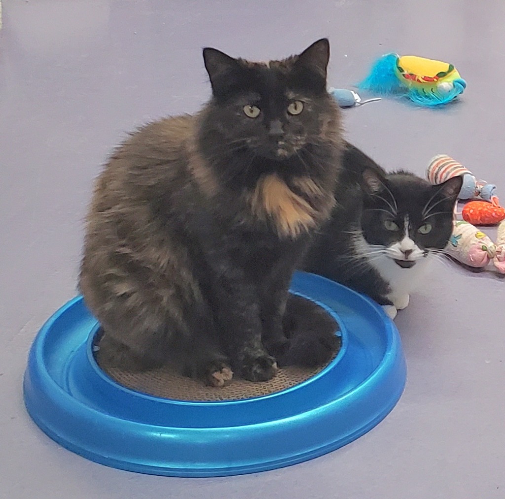 Brinley & Melba, an adoptable Domestic Long Hair in Rockford, IL, 61126 | Photo Image 4