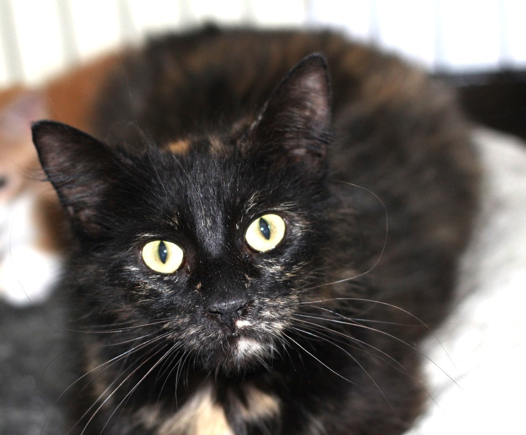 Brinley, an adoptable Domestic Long Hair in Rockford, IL, 61126 | Photo Image 5