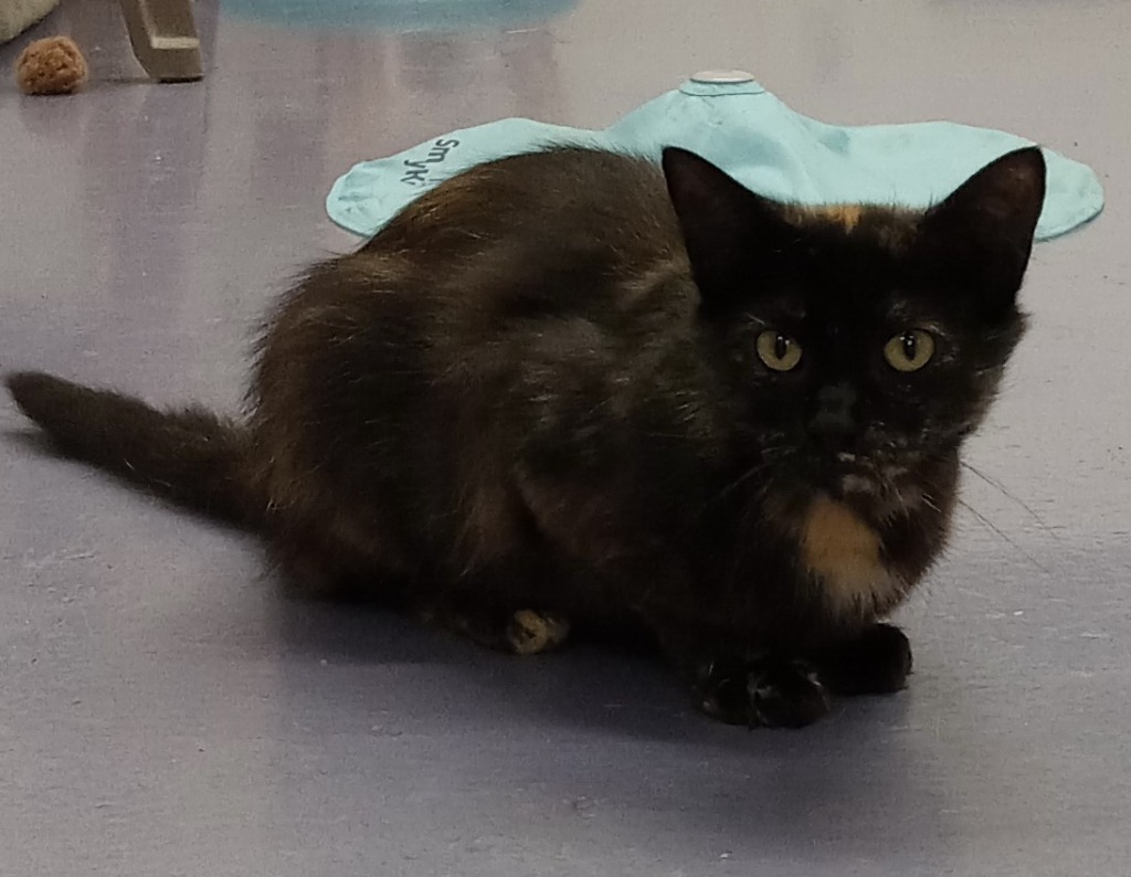 Brinley, an adoptable Domestic Long Hair in Rockford, IL, 61126 | Photo Image 6