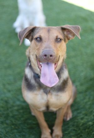 Meet Chantae Chantae is a delightful 2-year-old shepherd mix with a heart as bi