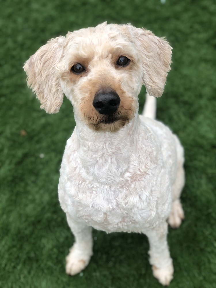Indy, an adoptable Poodle, Goldendoodle in Mishawaka, IN, 46544 | Photo Image 1