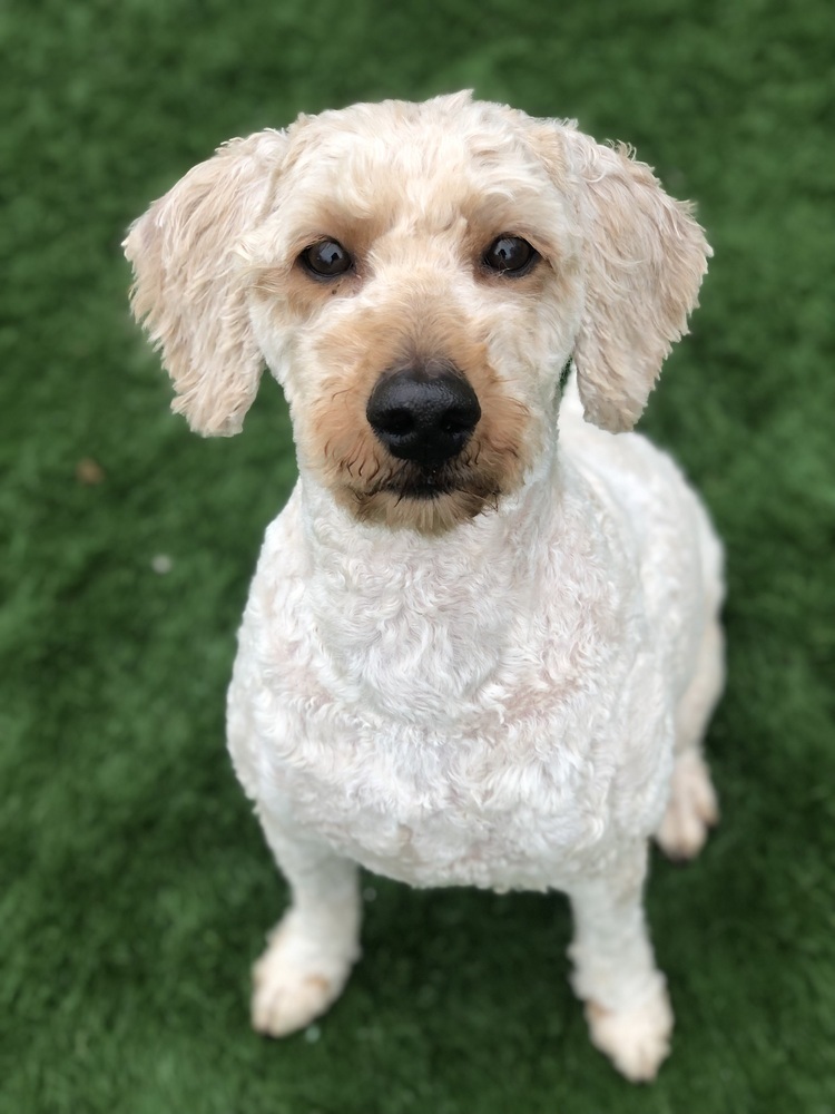 Indy, an adoptable Poodle, Goldendoodle in Mishawaka, IN, 46544 | Photo Image 2