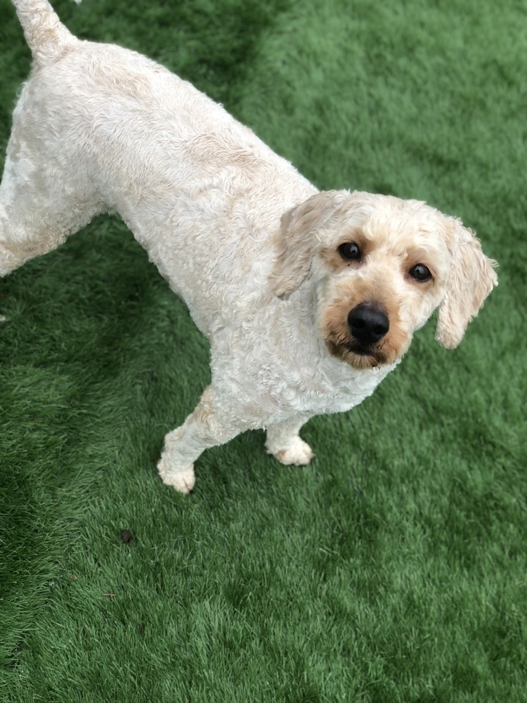 Indy, an adoptable Poodle, Goldendoodle in Mishawaka, IN, 46544 | Photo Image 3