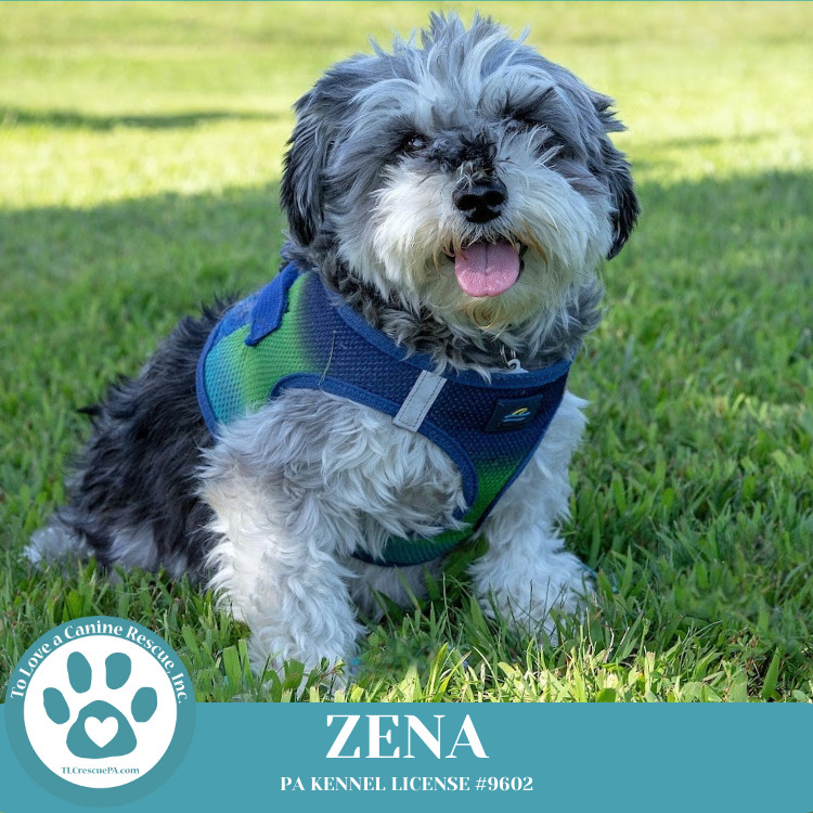 Zena (Bonded Pair with Sweet Pea) 030224, an adoptable Schnauzer in Kimberton, PA, 19442 | Photo Image 1