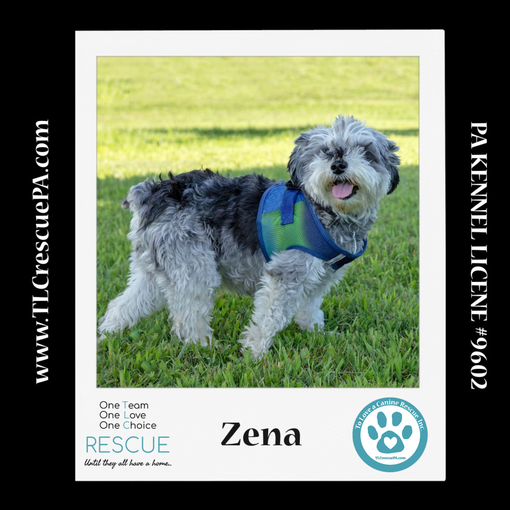 Zena (Bonded Pair with Sweet Pea) 030224, an adoptable Schnauzer in Kimberton, PA, 19442 | Photo Image 4