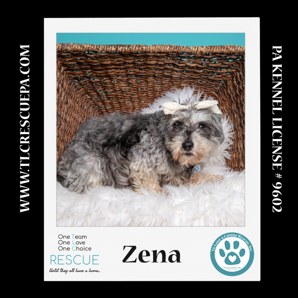 Zena (Bonded Pair with Sweet Pea) 030224, an adoptable Schnauzer in Kimberton, PA, 19442 | Photo Image 5