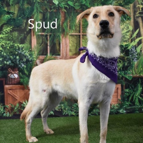 Spud