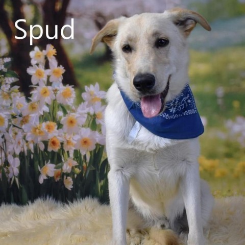 Spud 3