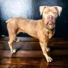 Sheba photo 1