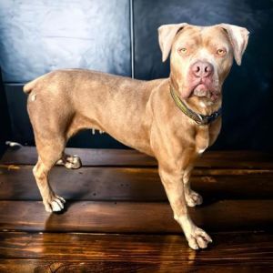 Sheba, Adult Female unknown