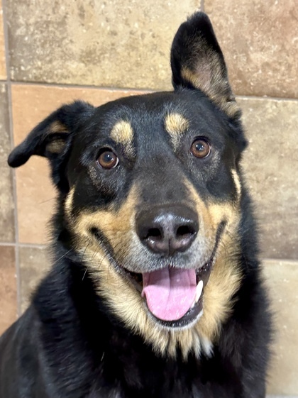 Toby, an adoptable Beauceron, Mixed Breed in Fort Worth, TX, 76119 | Photo Image 1