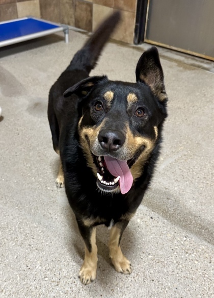 Toby, an adoptable Beauceron, Mixed Breed in Fort Worth, TX, 76119 | Photo Image 2
