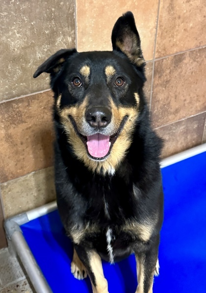 Toby, an adoptable Beauceron, Mixed Breed in Fort Worth, TX, 76119 | Photo Image 3