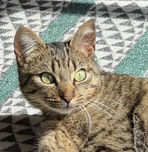 Kiki is the perfect mix of playful and affectionate When shes not curled up be