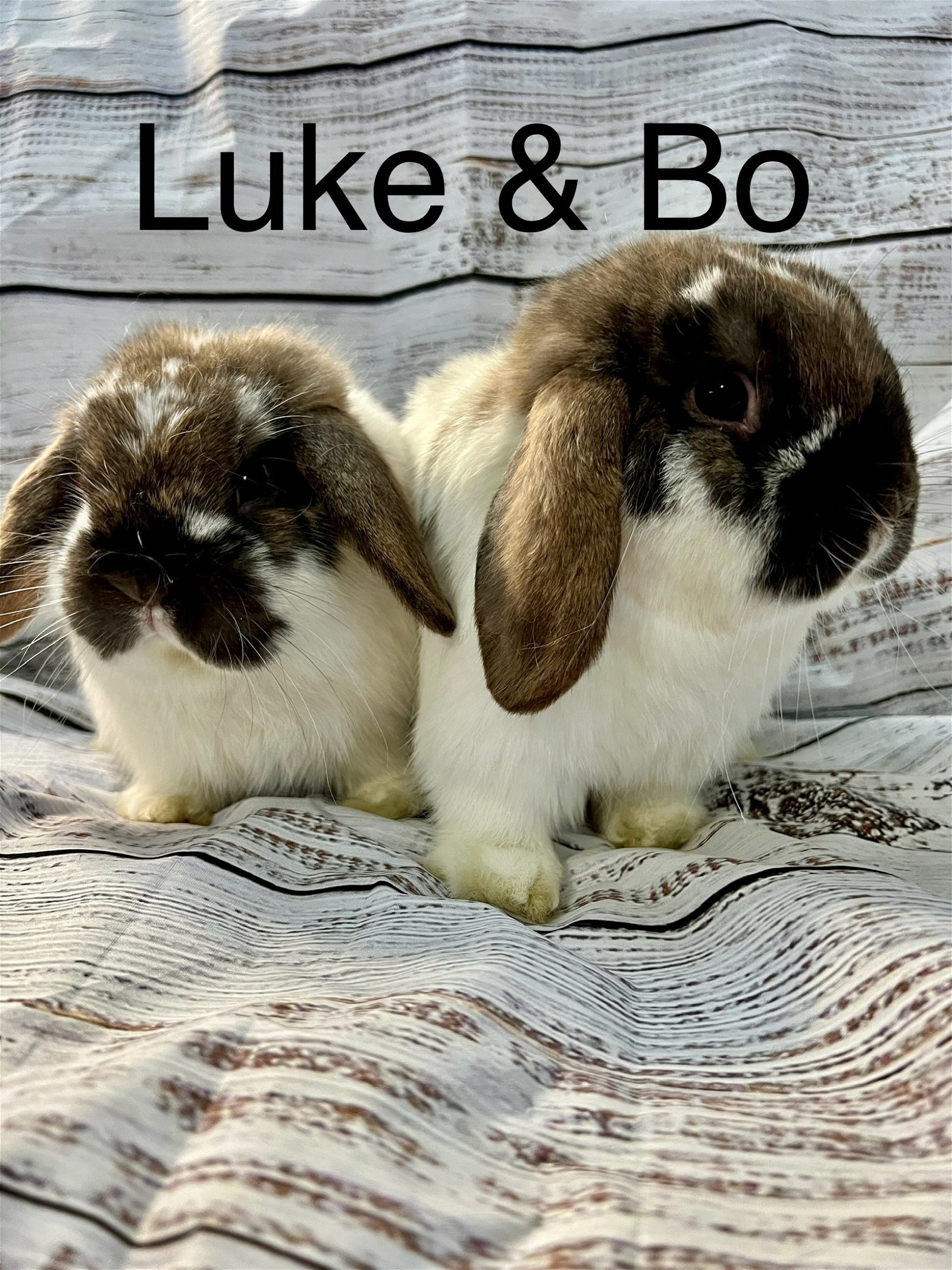 Bo and Luke
