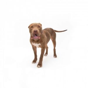 Meet Whisper She is a gentle easygoing and people-loving pup Her favorite th