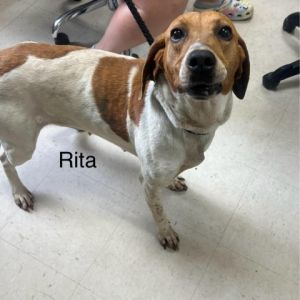 Rita Coonhound Dog