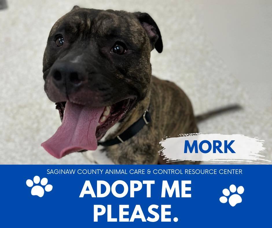 MORK, an adoptable Pit Bull Terrier in Saginaw, MI, 48602 | Photo Image 1