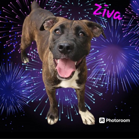 Ziva, an adoptable Cane Corso, Boxer in Wadena, MN, 56482 | Photo Image 1