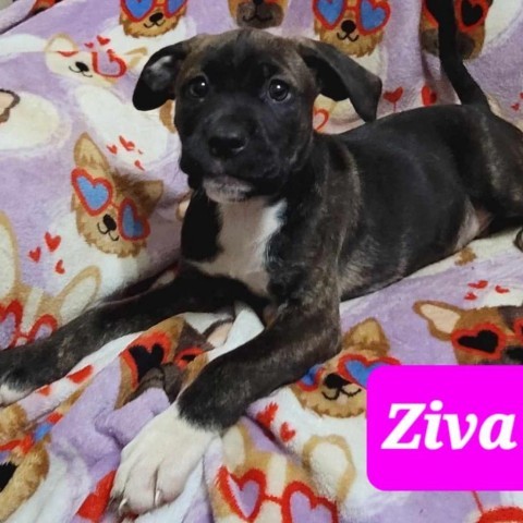 Ziva, an adoptable Cane Corso, Boxer in Wadena, MN, 56482 | Photo Image 2