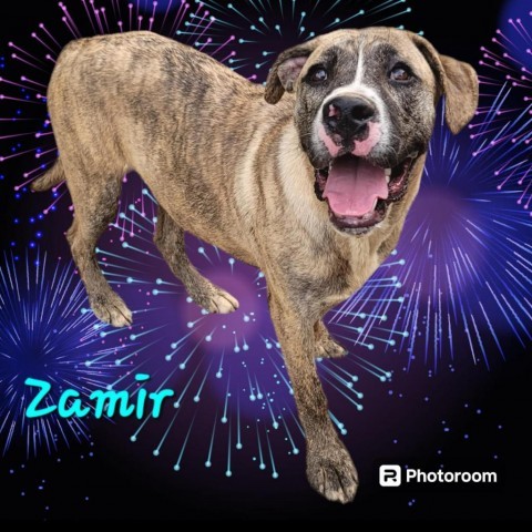 Zamir, an adoptable Cane Corso, Boxer in Wadena, MN, 56482 | Photo Image 1