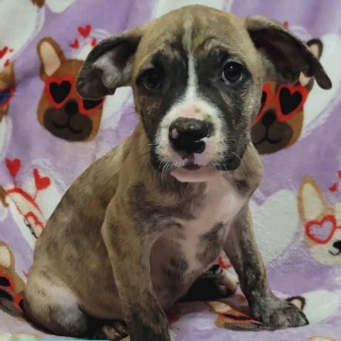 Zamir, an adoptable Cane Corso, Boxer in Wadena, MN, 56482 | Photo Image 2